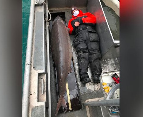 O peixe gigante, considerado fêmea, foi pescado no rio Detroit.