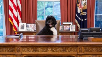 Bo se juntou à família Obama logo após Barack se eleger presidente e se mudar para a Casa Branca