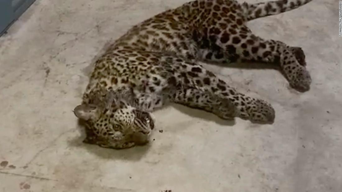 Somente dois dos três leopardos que escaparam foram capturados até o momento