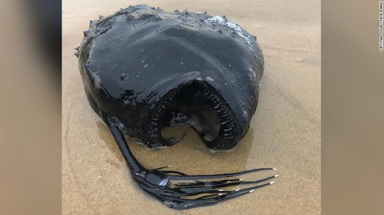 'Peixe-futebol do Pacífico', visto nas profundezas escuras do oceano, é encontrado em praia dos EUA