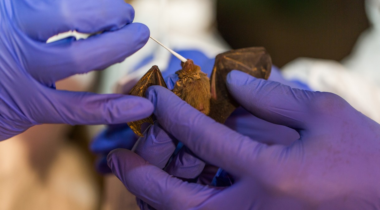 O Instituto Smithsonian realiza amostragem de morcegos em Myanmar e no Quênia