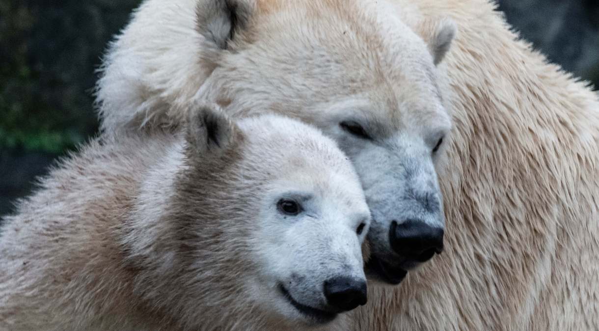 A ursa polar Hertha ao lado da mãe, Tonja, no zoológico de Berlim