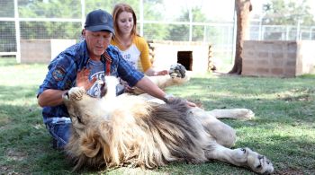 Leões, tigres, híbridos de leão e tigre e até um jaguar foram apreendidos em um parque de animais de Oklahoma, que pertence a Jeff Lowe e sua esposa, Lauren