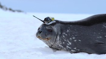 Pesquisadores têm identificado focas com etiquetas desde 2004 para coletar informações ambientais do continente gelado