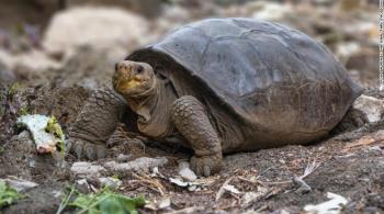 O animal foi encontrado na Ilha Fernandina, uma das mais jovens e intocadas do arquipélago, durante uma expedição de pesquisadores