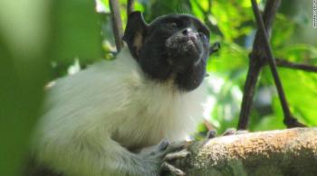 Os micos estudados vivem na floresta amazônica do Brasil; segundo os pesquisadores, os animais alteram suas vocalizações em territórios compartilhados