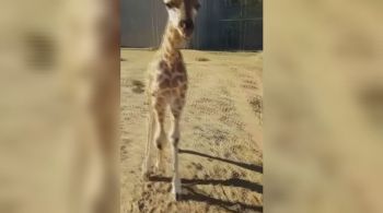 Episódio foi gravado por funcionários de um zoológico da Austrália