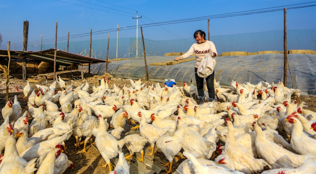 Fazendeira alimenta galinhas em Handan, na província chinesa de Hebei