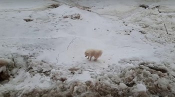 Bloco em que o animal estava começou a se mover e havia muitas rachaduras em sua superfície