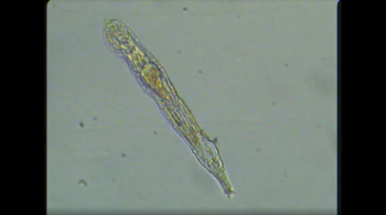 Cientistas encontraram rotíferos em solo congelado