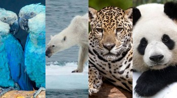 Entenda mais sobre as espécies em extinção no mundo e descubra como ajudar a evitar o desaparecimento de animais na natureza