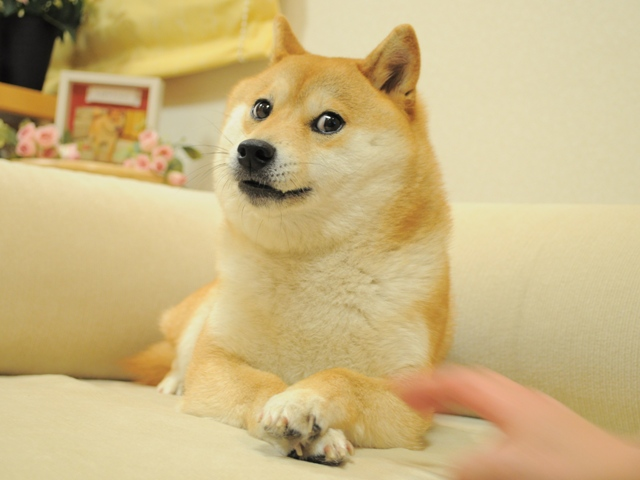 Foto de cadela Shiba inu que caiu na internet e foi eleita "meme da década" em 2019