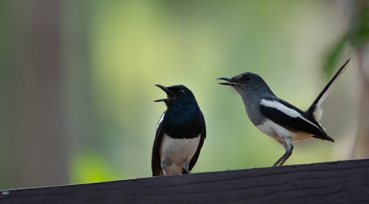 Pássaros cantando juntos