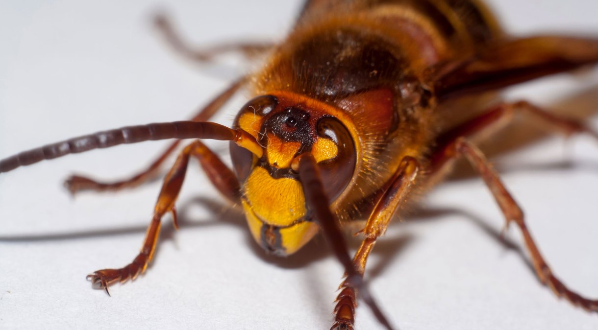 A vespa gigante asiática é apelidada de "assassina" por eliminar colônias de abelhas e ter veneno suficiente para matar humanos com mais de uma picada