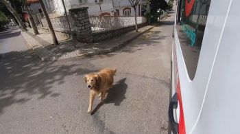 Golden retriever seguiu veículo até mulher chegar ao hospital e surpreendeu profissionais de saúde