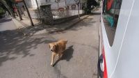 Cachorro segue ambulância com tutora que passou mal; assista