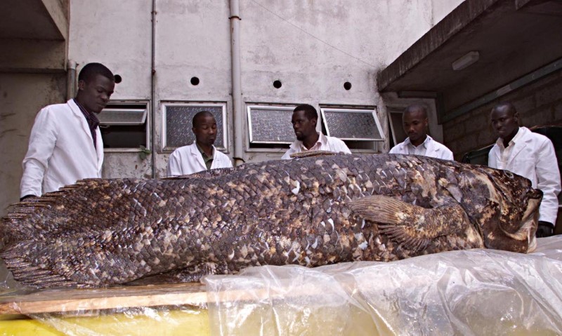 Peixe celacanto no Quênia (19.nov.2001)