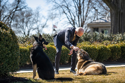 O presidente dos EUA, Joe Biden, brinca com os cães da família, Champ (em quem ele faz carinho) e Major, em fevereiro de 2021, na Casa Branca