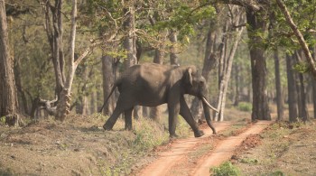 Esses animais gigantescos estão perdendo cada vez mais seu habitat e acabam sendo atraídos por plantações em busca de alimentos