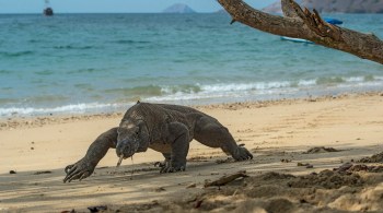 A União Internacional para a Conservação da Natureza (IUCN, na sigla em inglês) afirmou que, apesar da melhoria global na preservação das espécies, o número de animais que estão em alto risco continua a crescer