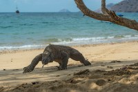 Quase 30% de mais de 138 mil espécies do planeta estão ameaçadas de extinção, alerta agência