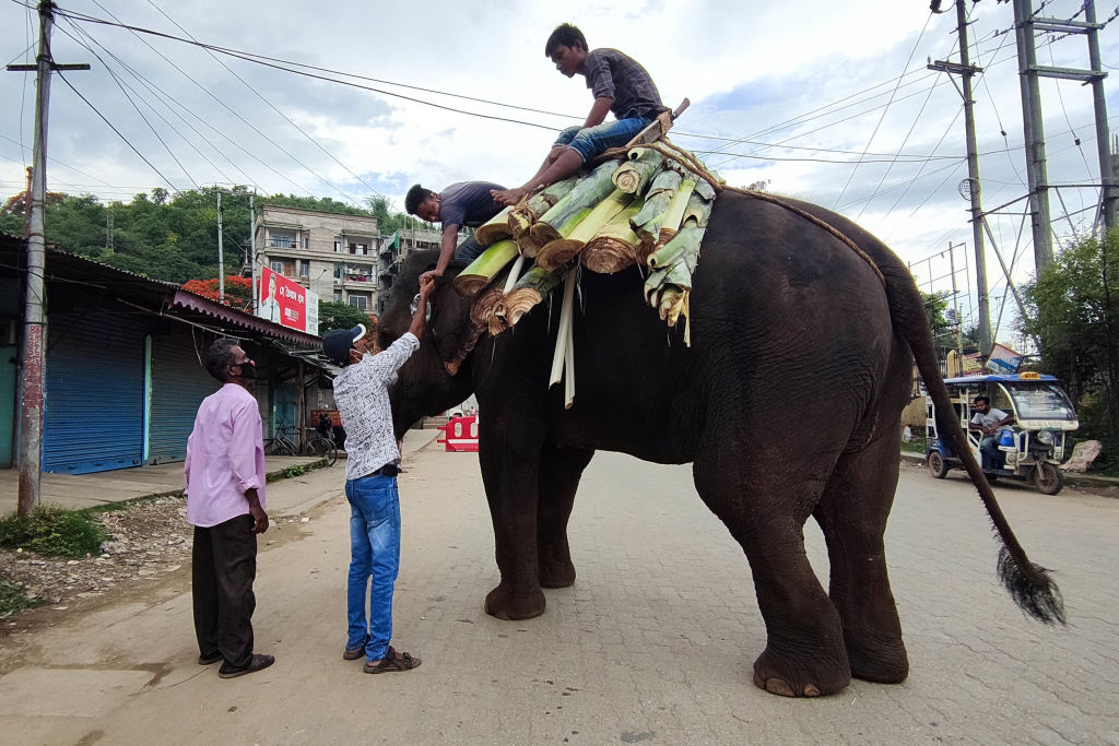 Homens montam elefante na rua, em Guwahati, na Índia