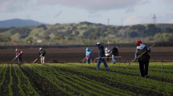 Grupos do agronegócio alertaram que país terá que descartar grandes quantidades de alimentos, caso não tenha profissionais para colher verduras e vegetais