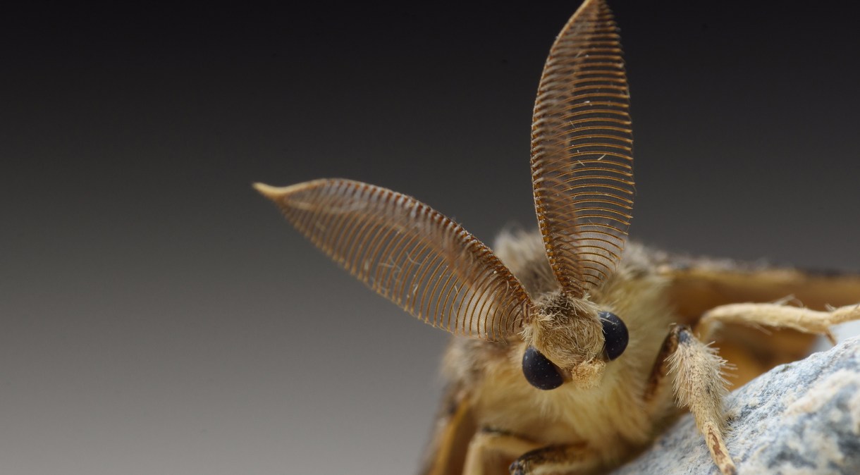 Fêmeas da mariposa cigana podem botar centenas de ovos, que se tornam lagartas e destroem mais de 500 tipos de árvores e arbustos