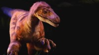 Raptores como os do ‘Jurassic Park’ podem não ter caçado em bando como no filme