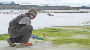 Temperaturas mais quentes nas áreas de geleiras colaboram para proliferação de algas; tendência é que elas se espalhem ainda mais nos próximos anos