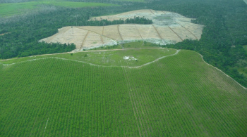 Foram desflorestados 14.502 hectares entre 2018 e 2019, crescimento de 27,2% na comparação com o período anterior (2017-2018)