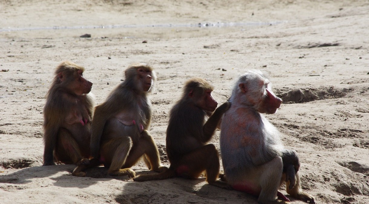 Macacos roubram amostras de sangue infectadas com o novo coronavírus na Índia