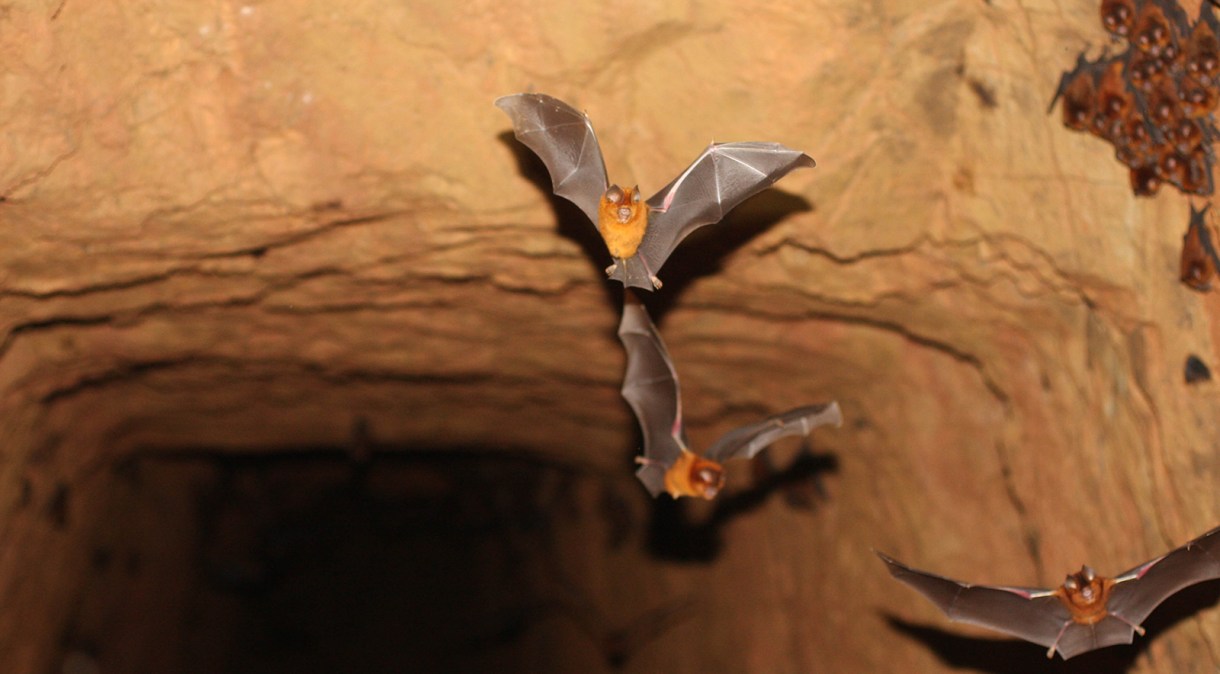 Exemplares de uma nova espécie de morcego encontrada em mina de ouro abandonada no oeste do Quênia