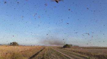 Na província de Formosa, insetos destruíram plantações de milho e mandioca
