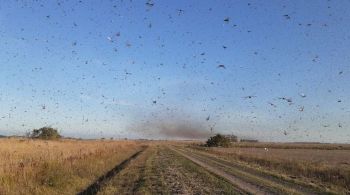 Produtores da região Sul do Brasil monitoram o deslocamento da nuvem dos insetos nos países vizinhos