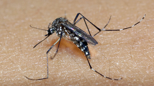 Aedes aegypti, mosquito que transmite dengue, Zika e chikungunya