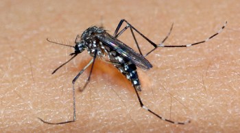 Assim como a dengue, o vetor envolvido na transmissão do vírus é o Aedes aegypti