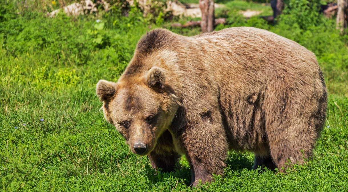 As populações de ursos pardos se expandiram na área nos últimos anos