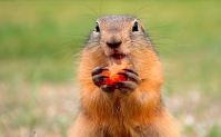 Novos casos de peste bubônica geram alerta sobre consumo de carne de marmota