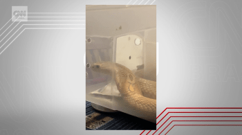 A cobra que picou o estudante é considerada uma espécie exótica e segue aos cuidados do Zoológico de Brasília