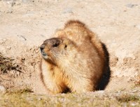 Adolescente morre de peste bubônica após comer carne de marmota na Mongólia