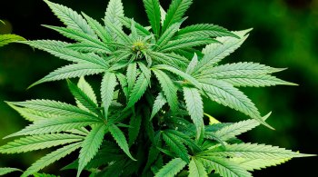 Uso recreativo da cannabis não foi aprovado em três estados e será legalizado em outros dois