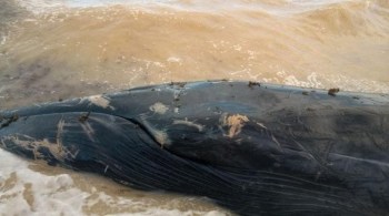 Animal da espécie Baleia-fin (Balaenoptera physalus), com 13 metros de comprimento, está bastante debilitada; maré baixa dificulta operação