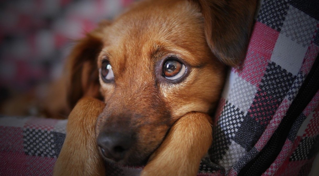 Cachorros podem ter aprendido expressões faciais dos humanos