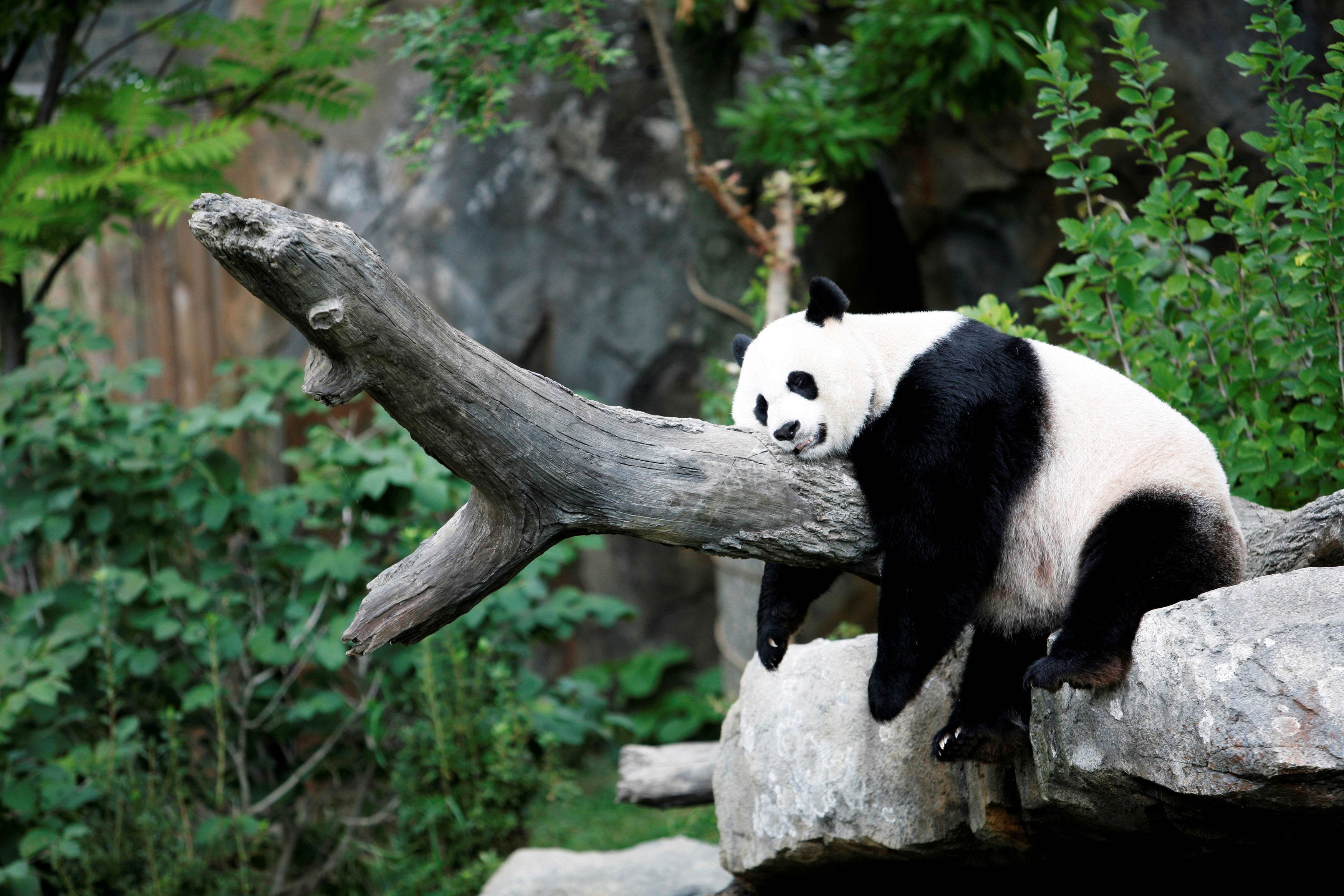 Panda gigante Mei Xiang no Zoológico Nacional de Washington, nos EUA