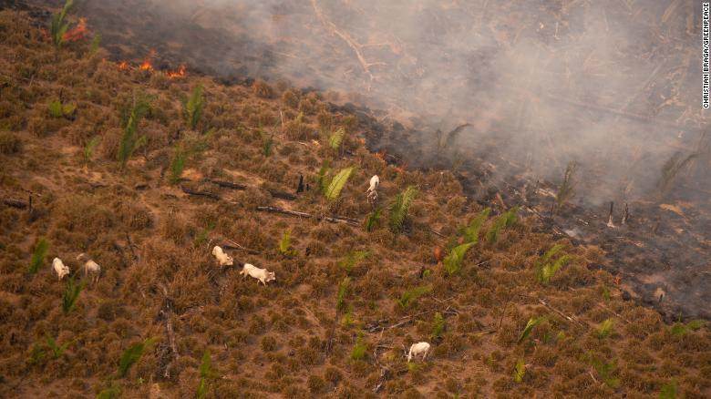 Fogo na Amazônia