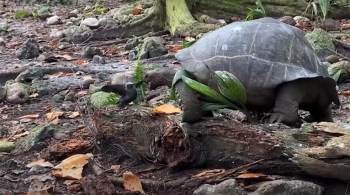 Embora as tartarugas sejam consideradas vegetarianas, elas foram avistadas comendo carniça "de forma oportuna", bem como ossos e cascas de caracol para obter cálcio