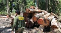 Desmatamento é ponto central para Brasil atingir meta climática, diz especialista