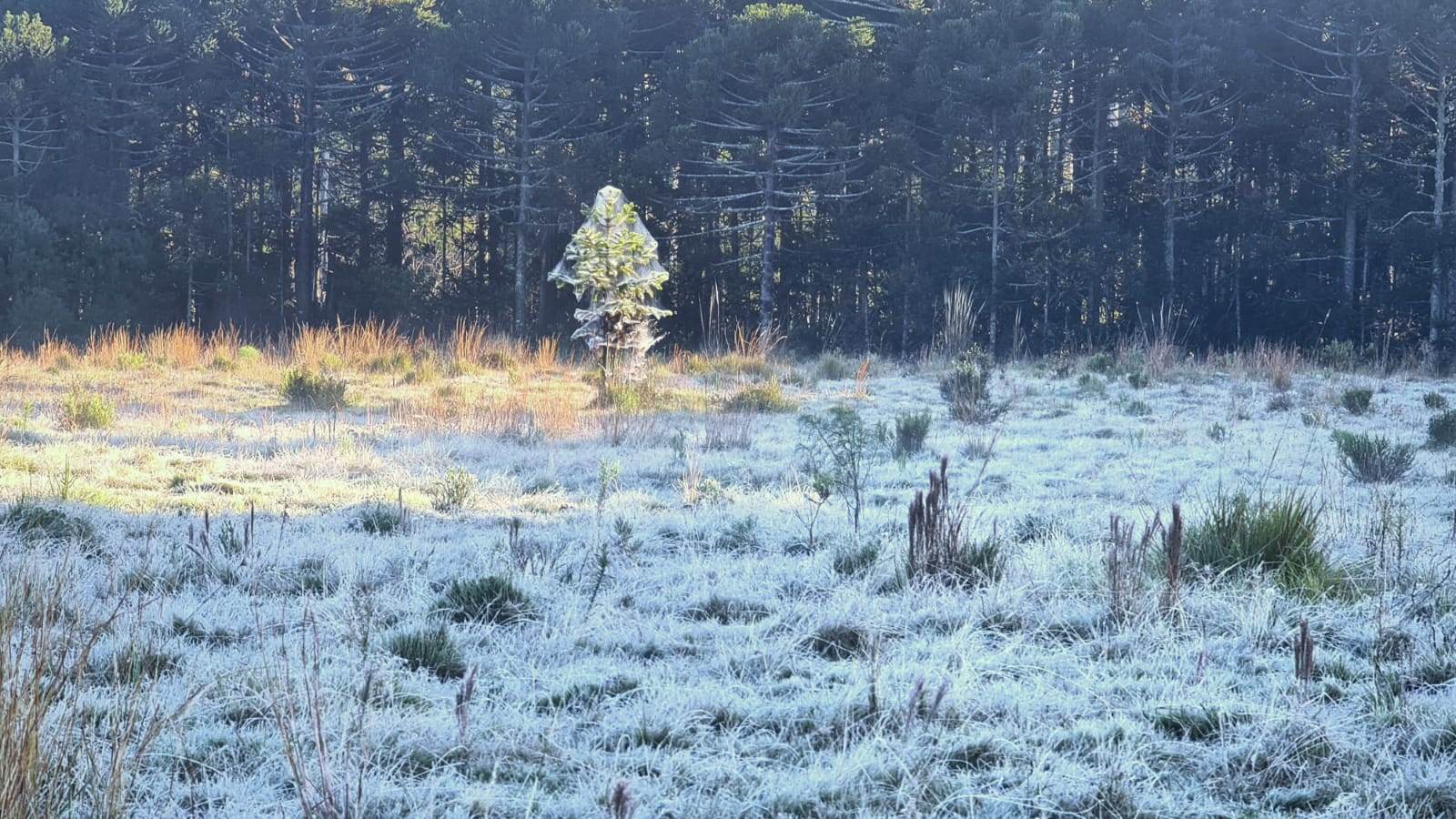 Geada na serra catarinense