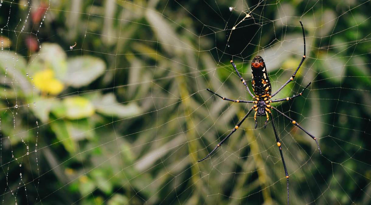 Empresa de biotecnologia começou fazendo uma réplica de seda de aranha no laboratório